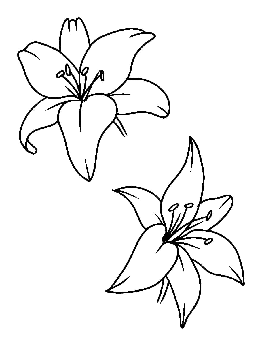 Minimalist line art showing two blooming lily flowers.